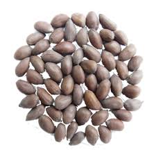 Cotton Seed